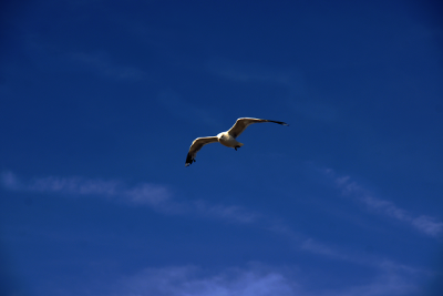 Seagull, par Xavier E. G. Dierick